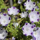 50 PCS Five Spot Nemophila maculata Eye-Catching Ground Cover Seeds 50 PCS Five Spot Nemophila maculata Eye-Catching Ground Cover Seeds