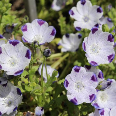 50 PCS Five Spot Nemophila maculata Eye-Catching Ground Cover Seeds