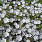 50 PCS Five Spot Nemophila maculata Eye-Catching Ground Cover Seeds