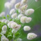 30 PCS Bunny Tails Lagurus Ovatus, Adorable Ornamental Grass Seeds 30 PCS Bunny Tails Lagurus Ovatus, Adorable Ornamental Grass Seeds