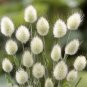 30 PCS Bunny Tails Lagurus Ovatus, Adorable Ornamental Grass Seeds