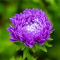200 PCS Callistephus Chinensis Purple China Aster Seeds