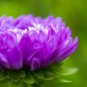 200 PCS Callistephus Chinensis Purple China Aster Seeds