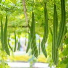 15 PCS Short Loofah Organic Seeds