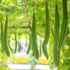 15 PCS Short Loofah Organic Seeds