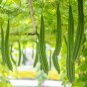 15 PCS Short Loofah Organic Seeds