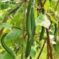 15 PCS Short Loofah Organic Seeds