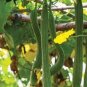 15 PCS Short Loofah Organic Seeds