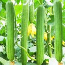 15 PCS Long Loofah Organic Seeds