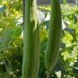 15 PCS Long Loofah Organic Seeds