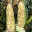 18 PCS Corn (Super Sweet Juicy, Yellow Sweet Glutinous, white sweet glutinous, Jingke white ) Seeds