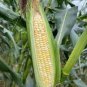18 PCS Corn (Super Sweet Juicy, Yellow Sweet Glutinous, white sweet glutinous, Jingke white ) Seeds