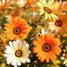 50 PCS Dimorphotheca sinuata African Dasy Flowers Seeds