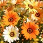 50 PCS Dimorphotheca sinuata African Dasy Flowers Seeds