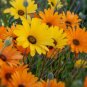 50 PCS Dimorphotheca sinuata African Dasy Flowers Seeds