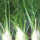 100 PCS Renewable Fennel Vegetable Organic Seeds 100 PCS Renewable Fennel Vegetable Organic Seeds