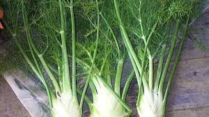 100 PCS Renewable Fennel Vegetable Organic Seeds