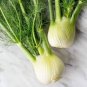 100 PCS Renewable Fennel Vegetable Organic Seeds