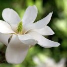 10 PCS Yulan Magnolia Tree Seeds 10 PCS Yulan Magnolia Tree Seeds