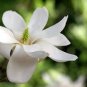 10 PCS Yulan Magnolia Tree Seeds