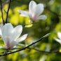 10 PCS Yulan Magnolia Tree Seeds