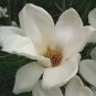 10 PCS Yulan Magnolia Tree Seeds