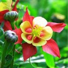 100 PCS Garden Columbine Red Aquilegia Flower Seeds