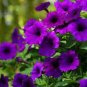 200 PCS Petunia Dark Purple Bonsai Annual Flower Seeds