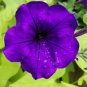 200 PCS Petunia Dark Purple Bonsai Annual Flower Seeds