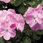 10 PCS Geranium Fully Light Pink Corrugated Big Blooms Bonsai Flowers Seeds