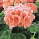 10 PCS Geranium White to Pink Single Dense Petals Big Blooms Bonsai Flowers Seeds 10 PCS Geranium White to Pink Single Dense Petals Big Blooms Bonsai Flowers Seeds
