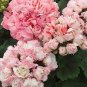 10 PCS Geranium Peach Pink Light Color Ball-types Bonsai Flowers Seeds
