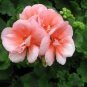 10 PCS Geranium Peach Pink Light Color Ball-types Bonsai Flowers Seeds