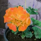 10 PCS Geranium Golden Dense Ball-shaped Big Blooms Bonsai Flowers Seeds 10 PCS Geranium Golden Dense Ball-shaped Big Blooms Bonsai Flowers Seeds
