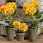 10 PCS Geranium Golden Dense Ball-shaped Big Blooms Bonsai Flowers Seeds