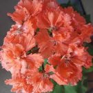 10 PCS Geranium 'Spider' Light Orange Red Stripes Big Blooms Bonsai Flowers Seeds 10 PCS Geranium 'Spider' Light Orange Red Stripes Big Blooms Bonsai Flowers Seeds