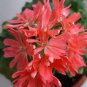 10 PCS Geranium 'Spider' Light Orange Red Stripes Big Blooms Bonsai Flowers Seeds