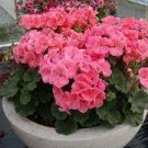10 PCS Geranium Purely Pink Double Petals Dense Ball-shaped Perennial Bonsai Flowers Seeds