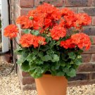 10 PCS Geranium Purely Orange Double Petals Perennial Bonsai Flowers Seeds 10 PCS Geranium Purely Orange Double Petals Perennial Bonsai Flowers Seeds