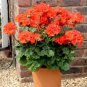 10 PCS Geranium Purely Orange Double Petals Perennial Bonsai Flowers Seeds