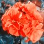 10 PCS Geranium Purely Orange Double Petals Perennial Bonsai Flowers Seeds
