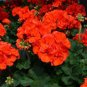 10 PCS Geranium Purely Orange Double Petals Perennial Bonsai Flowers Seeds