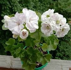10 PCS Geranium Purely Milky White Big Blooms Perennial Bonsai Flowers Seeds