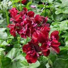 10 PCS Hanging Geranium Purely Deep Red Perennial Bonsai Flowers Seeds 10 PCS Hanging Geranium Purely Deep Red Perennial Bonsai Flowers Seeds