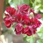 10 PCS Hanging Geranium Purely Deep Red Perennial Bonsai Flowers Seeds