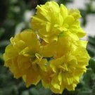 10 PCS Geranium Purely Greenish Yellow Big Blooms Bonsai Flowers Seeds 10 PCS Geranium Purely Greenish Yellow Big Blooms Bonsai Flowers Seeds