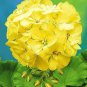 10 PCS Geranium Purely Greenish Yellow Big Blooms Bonsai Flowers Seeds