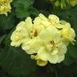 10 PCS Geranium Purely Greenish Yellow Big Blooms Bonsai Flowers Seeds