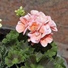 10 PCS Geranium White Light Orange Thin Long Ornamental Bonsai Flowers Seeds 10 PCS Geranium White Light Orange Thin Long Ornamental Bonsai Flowers Seeds