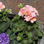 10 PCS Geranium White Light Orange Thin Long Ornamental Bonsai Flowers Seeds